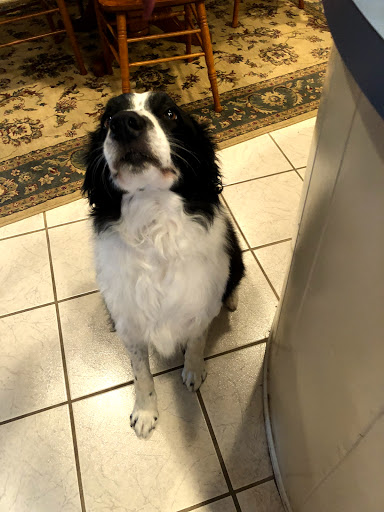 Dan and Cindy's Pet Salon - United States