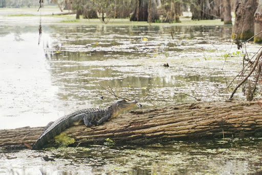 Bayou Teche Experience - Thumbnail