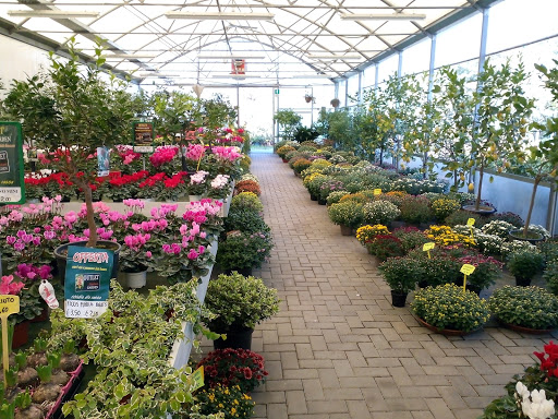L'Orchidea di Massimiliano Zaffaroni - Thumbnail