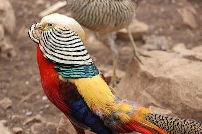 Photos of Rizqualla Meayke's Zoo