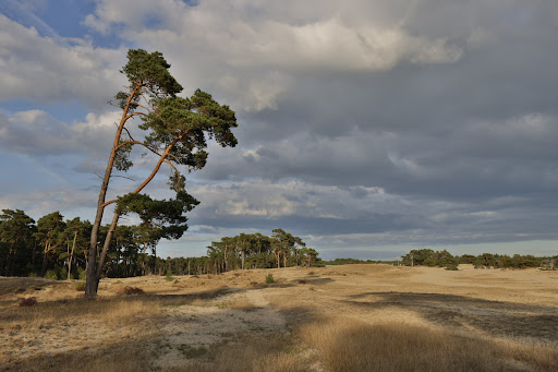 Wekeromse Zandverstuiving