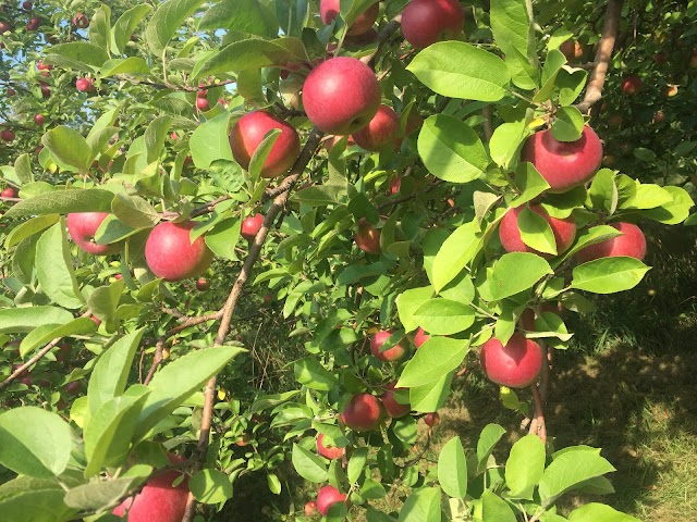 Labonté De La Pomme - Verger & Miellerie