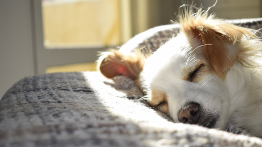 Nottingham Pet Care - Thumbnail