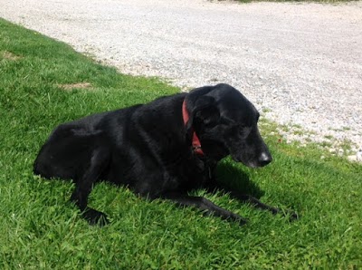 Photos of Clinton Animal Care Center