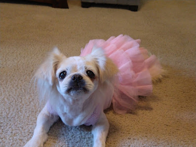 Photo of Emancipet Perro