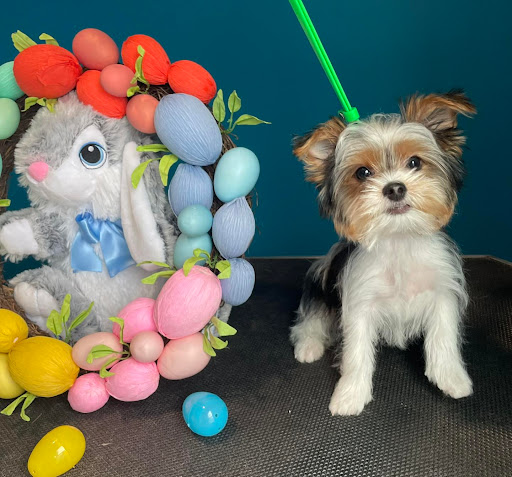 Pawsitive Spa LLC