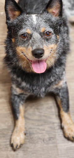 Hopkins Road Animal Hospital - Thumbnail