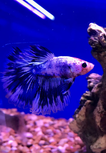 Ware Aquatics - Thumbnail