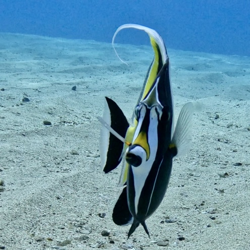 North Shore Dive Shop Gallery - United States