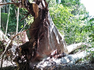 Photos of Tarsius Homestay
