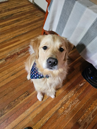 Golden Paws Boutique & Grooming Salon - Thumbnail