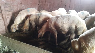 Photos of NİĞDE KURBAN ADAK SATIŞ VE KESİM HİZMETİ