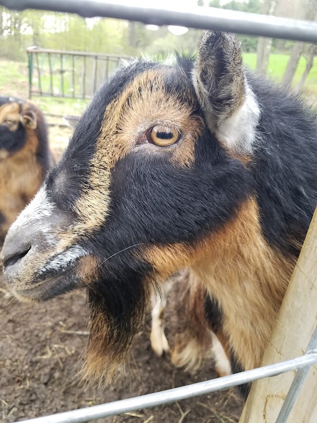 Sugarbush Farm