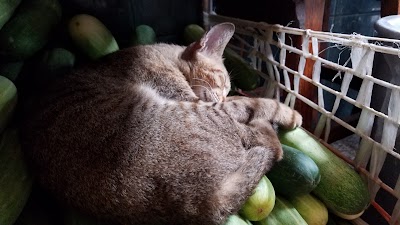 Photos of Myo Gon Young