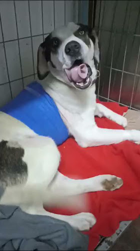 Teléfono de Veterinaria Animaland Hospital 24 horas / cirugías / urgencias