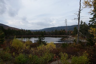 Lily Pond