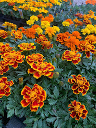 Photo n°16 de JARDILAND à Domérat (Pépinière)