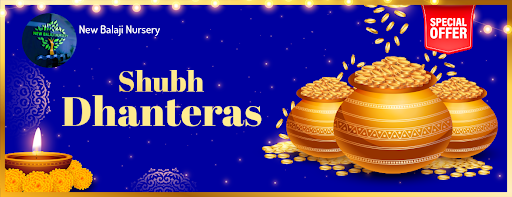 Celebrate Dhanteras with Special Savings✨
