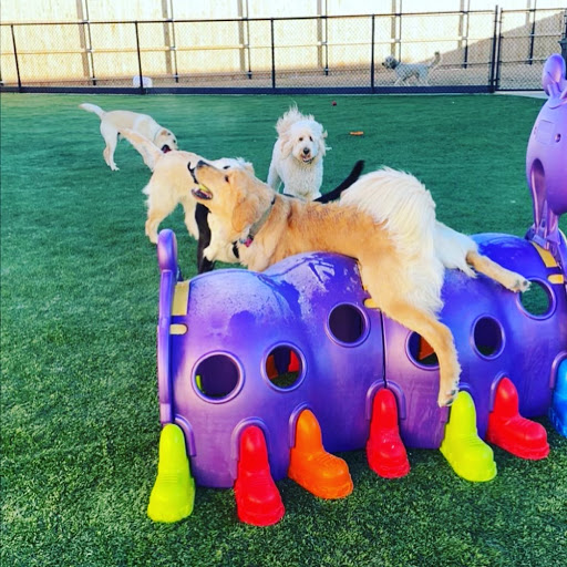 White House Pet Supplies Gallery - United States