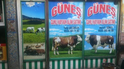 Photos of Kars G&uuml;neş Hayvancılık www.guneshayvancilik.com