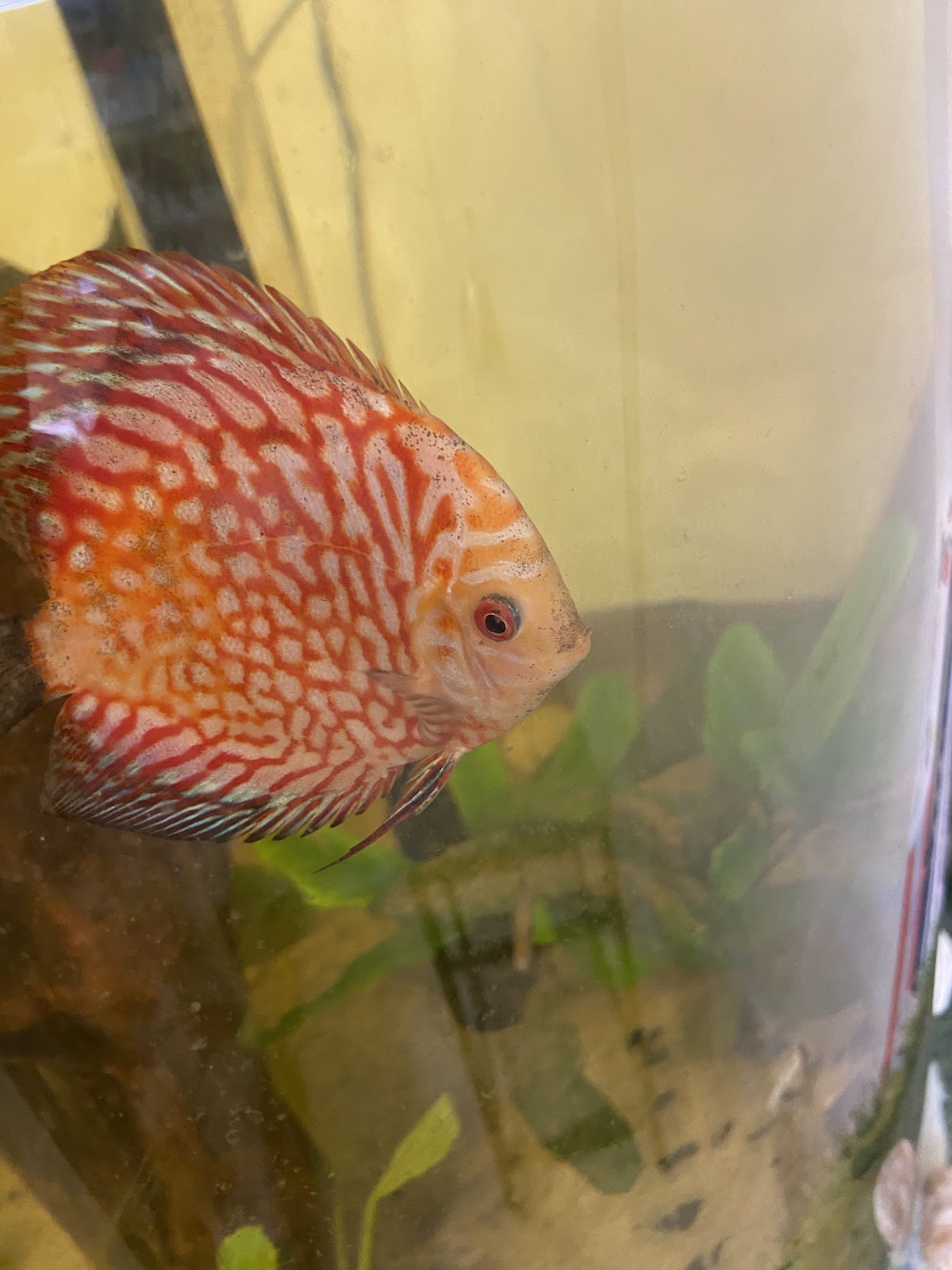 NAHR AL NEEL ORNAMENTAL FISH &INDOOR PLANS PETS FOOD - صورة 2