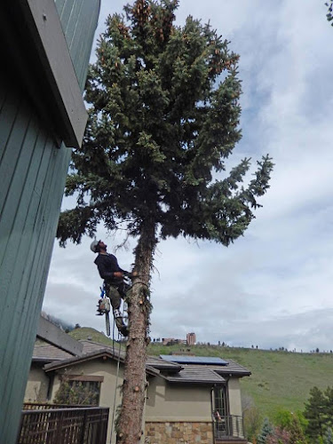 Tree Fellas Tree Service