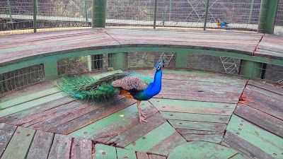 Photos of Butterfly Breeding Room