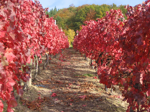 Weingut Försterhof Vinothek - Thumbnail