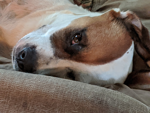 Madison Animal Hospital - Thumbnail