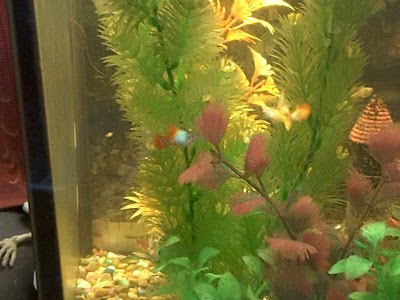 Tropical Valley Fish & Pets