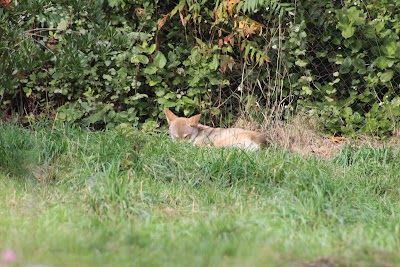 Red Wolf Woods