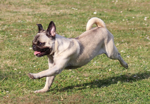 L'As Dog Coeur, Club Canin Le Louroux Béconnais - Thumbnail