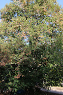 L'Arboriste Grimpeur à Saint-Anthème