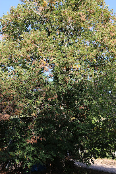 L'Arboriste Grimpeur
