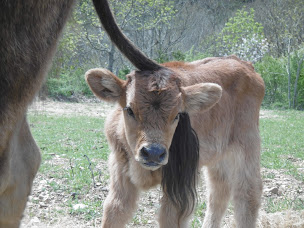Photo n°14 de La ferme Fontseque à Saint-Jean-de-Minervois (Agence de location de maisons de vacances)