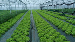 Photo n°21 de Les Champs d'Orion à Reiningue (Ferme bio)