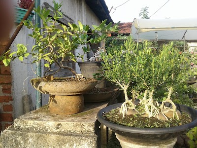 Photos of 'Mal Pela' Plant Nursery