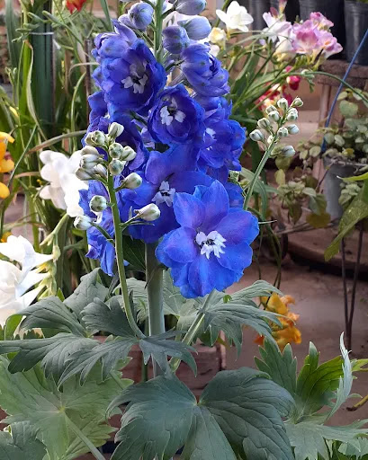 Vivero Elbita - Foto 1