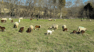 Photo n°8 de La Ferme du Pouzet - Gite à la ferme à Cazalrenoux (Ferme bio)