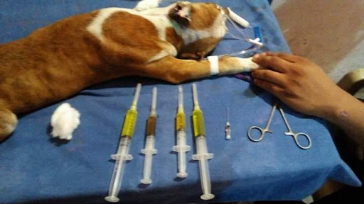 Servicios veterinarios MAGAÑA