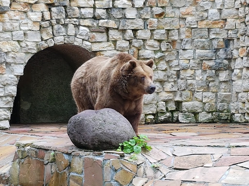 Braunbär (Ursus arctos)