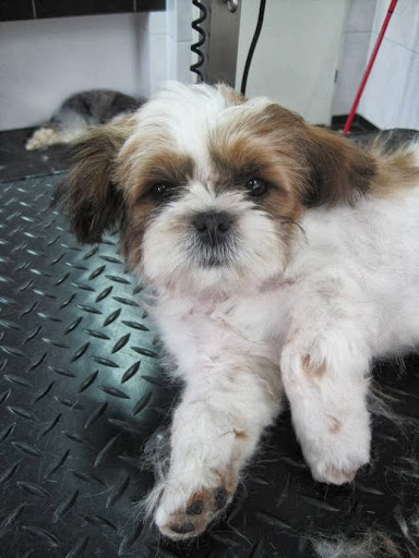 Trimsalon Dogs Beautysalon Melissa
