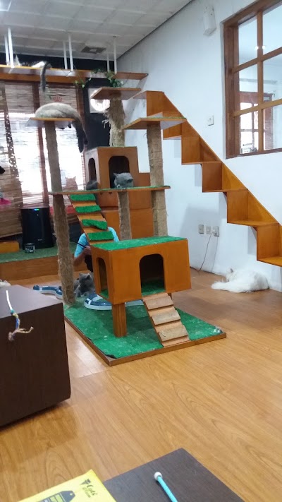 Photos of Cats and Ice Cream