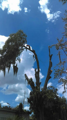 Bloomfield Tree Co. LLC - Thumbnail