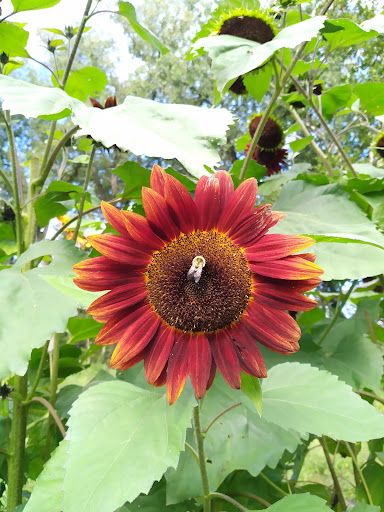 Taft Farms - Thumbnail
