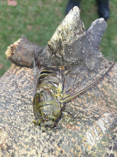 park