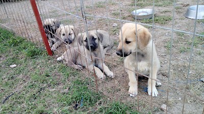 Photos of SERVICIOS PROFESIONALES CANINOS Y EQUINOS
