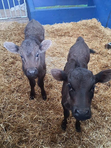 Glan-Y-Mor Farm