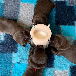 Photo n°6 de Nourrinou-Bibi - Stations d'allaitement pour chiots et chatons à Morlincourt (Service d'e-commerce)