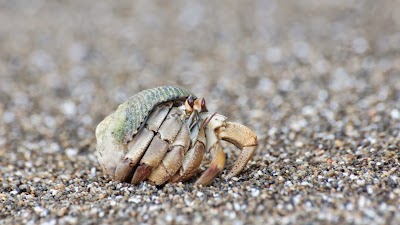 Photos of Ca&ntilde;o Island Biological Reserves